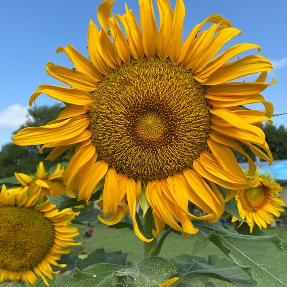 Meet your Posher, Sharon  🌻
Posh Ambassador ⭐️ - Picture 1 of 2